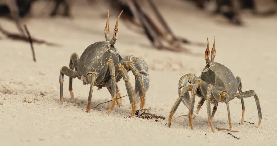 Two crabs are facing off on the sand