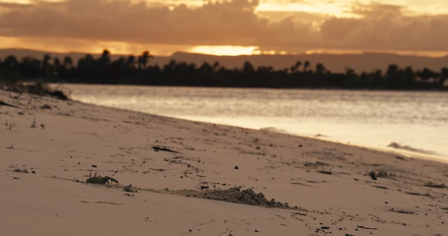 A crab walks sideways on a sandy beach as gentle waves lap the shore under a sunset sky before the crab burrows into the sand and disappears from view