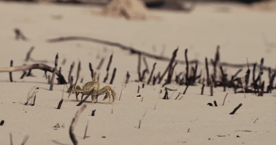 A crab walks sideways across a sandy beach littered with numerous small dark twigs and pieces of debris as the camera slowly pans to follow it