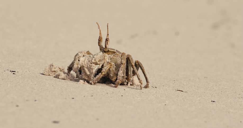 Crab standing on the sand