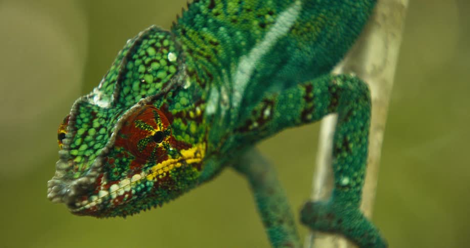 Closeup of a green chameleon sitting on a branch