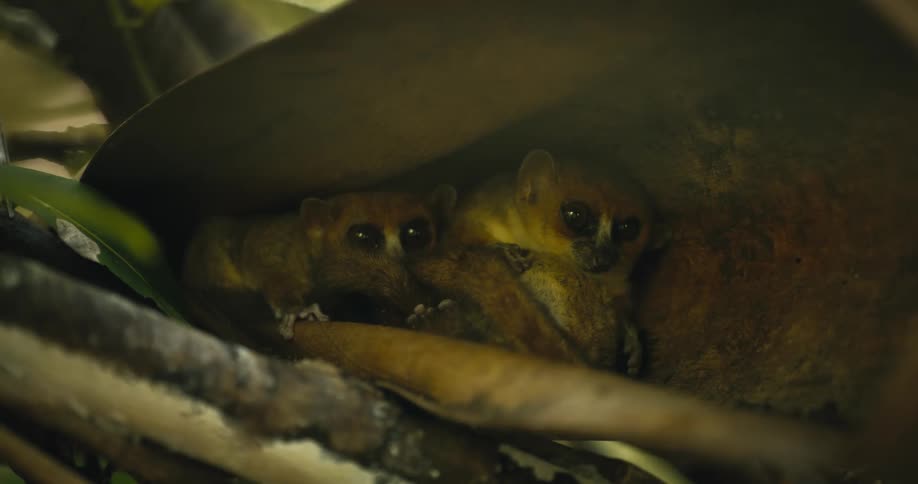 Two small mammals hiding under a large leaf in the forest