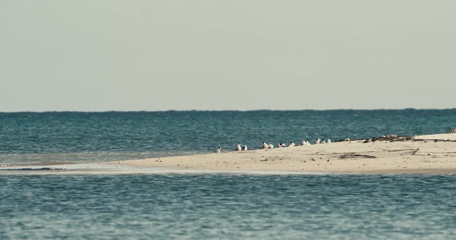 A flock of seabirds rests on a narrow sandbar surrounded by calm blue ocean waters under an overcast sky