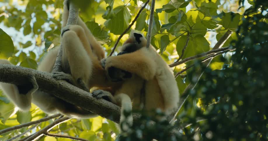 Two lemurs sitting on a tree branch