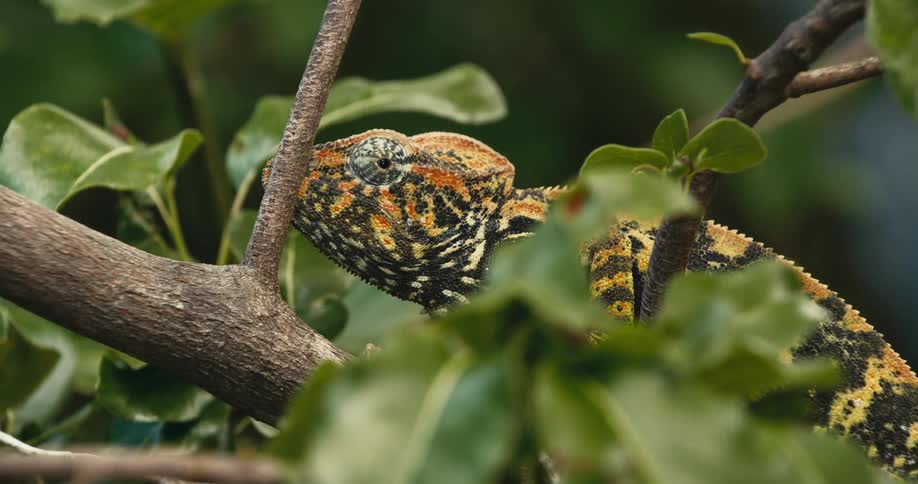 An image of a lizard on a tree branch
