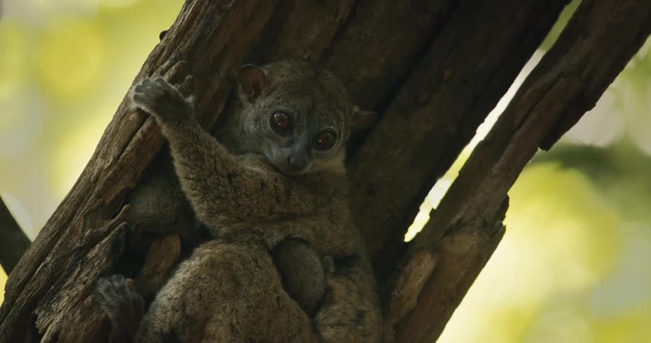 Simian in branch