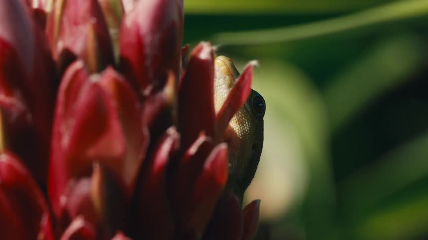 Reptile on a red flower