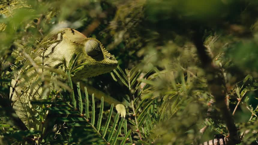 The chameleon is blending in with the tree