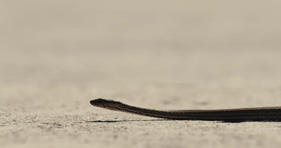 A snake is slithering and crawling on the sandy ground