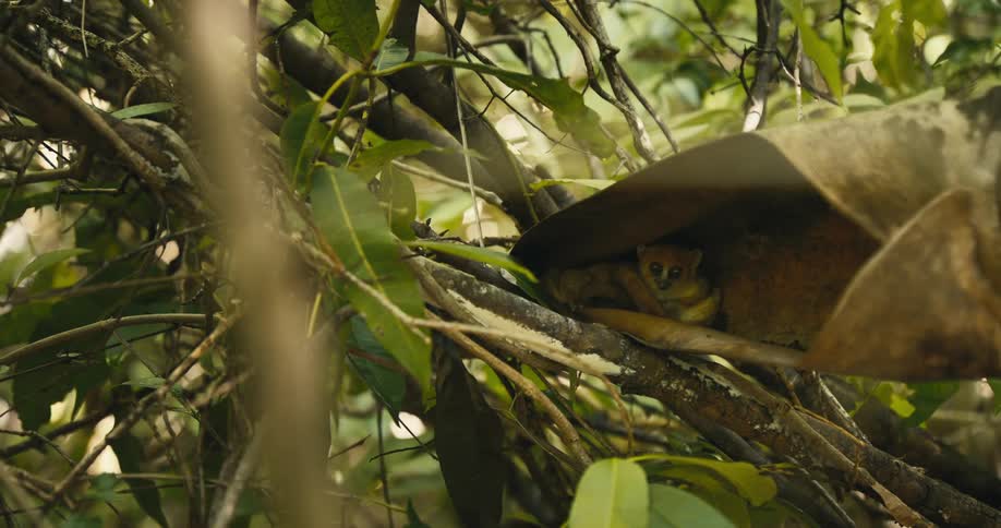 A small primate peers out from inside a curled leaf while hiding among the dense branches and foliage of a tropical forest