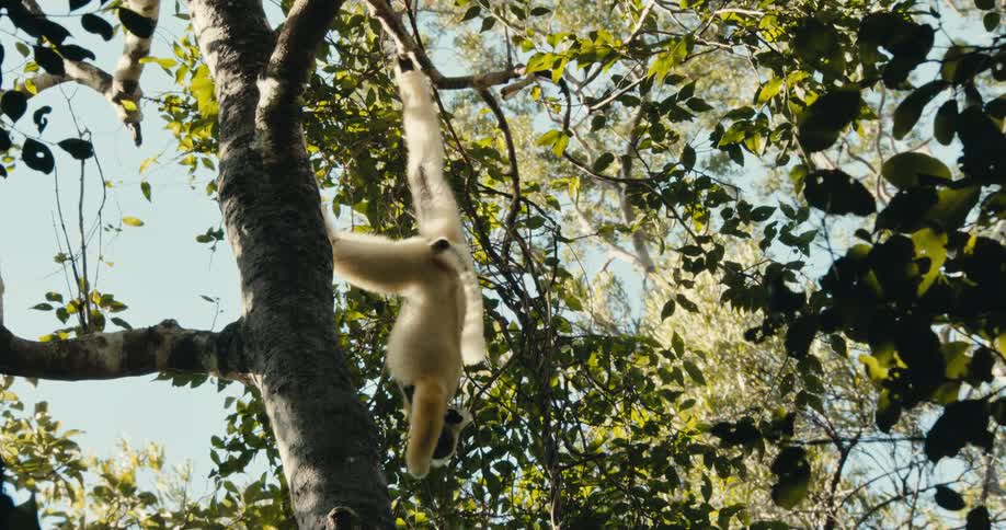 A monkey is hanging from tree branches in the jungle