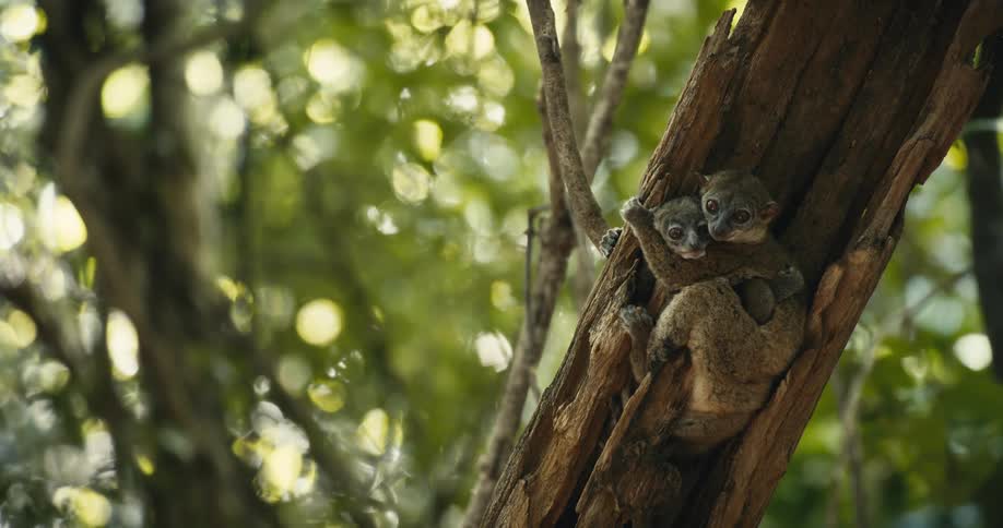 Two lemurs hugging on a tree trunk