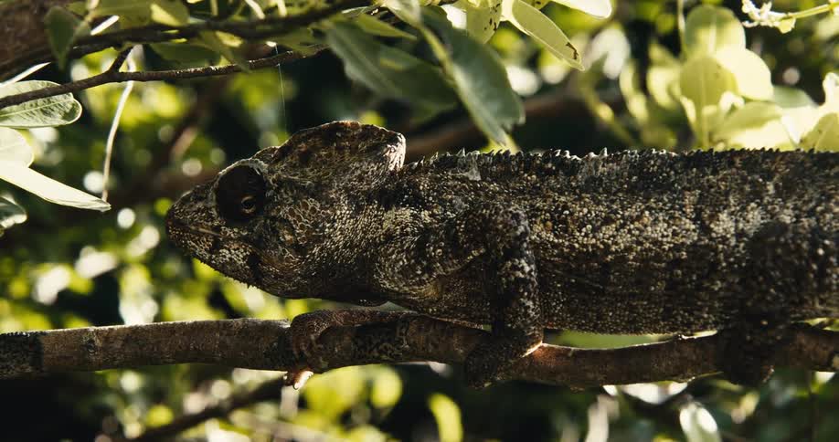 Static chameleon and a thin tree trunk