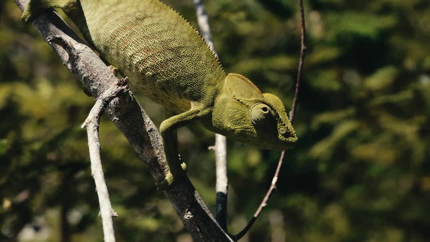 Sunlight shines upon a chameleon holding on to a tree branch as it moves in the breeze