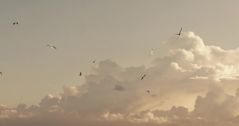 A flock of birds flies across a dramatic cloudfilled sky over the ocean during sunset or sunrise