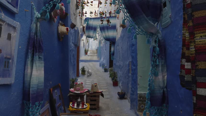 Narrow corridor between a suburb of blue houses and a cat walking
