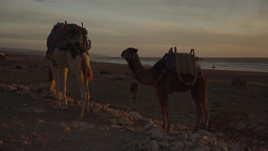 Pair of camels standingon rocks in the desert at sunset