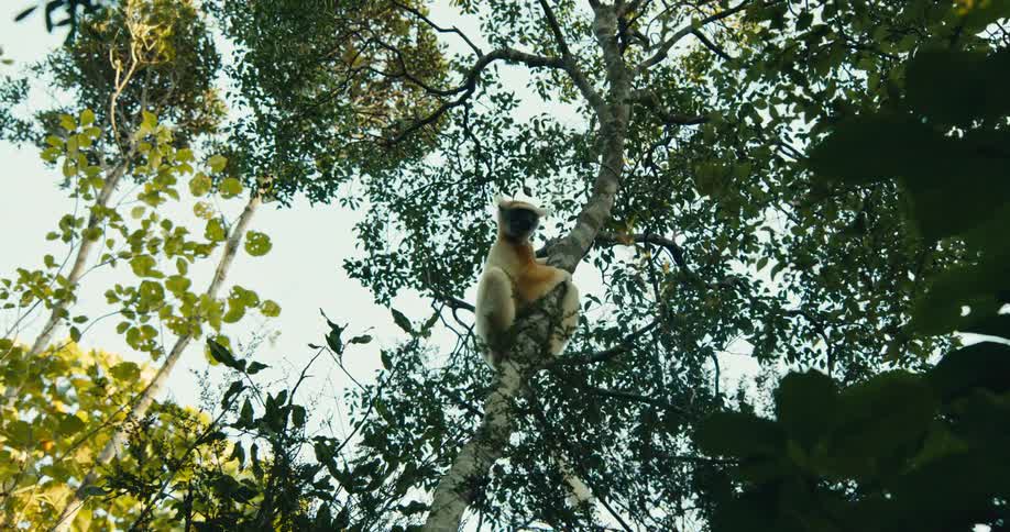 Two monkeys jump from tree to tree in the jungle