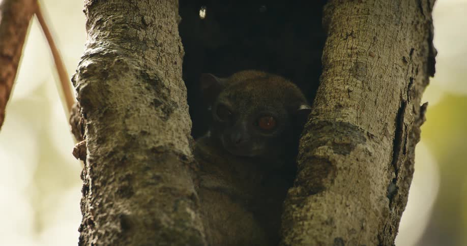 A small mammal hiding in a tree burrow
