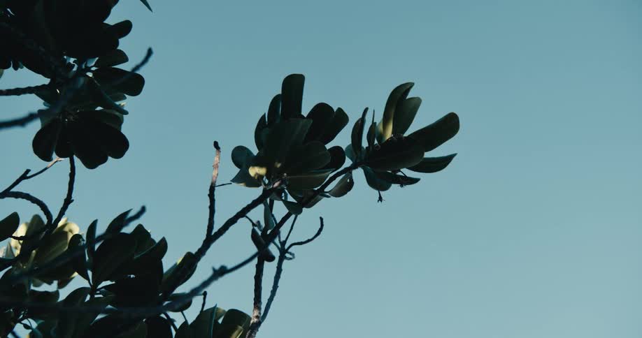 Wind blowing tree branches on a sunny day
