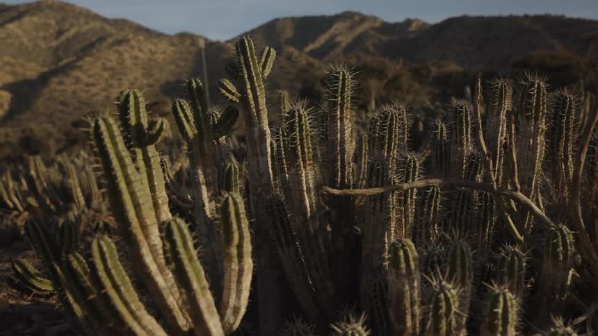 Sunlight shines upon cactus in the desert with mountains in the distance
