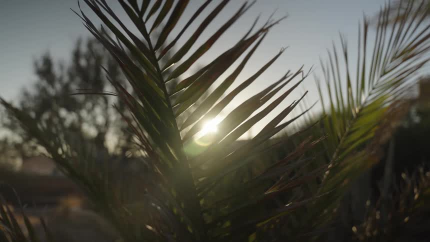 The sun shines brightly through gently swaying palm fronds creating a lens flare effect against a hazy sky with other silhouetted trees in the background