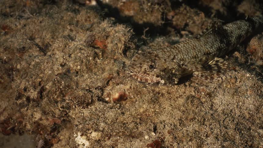 A fish resting on the ocean floor
