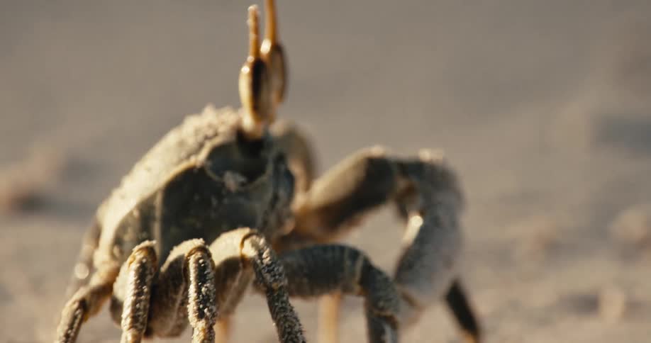 Closeup of a crab walking along the sandy seashore in daytime