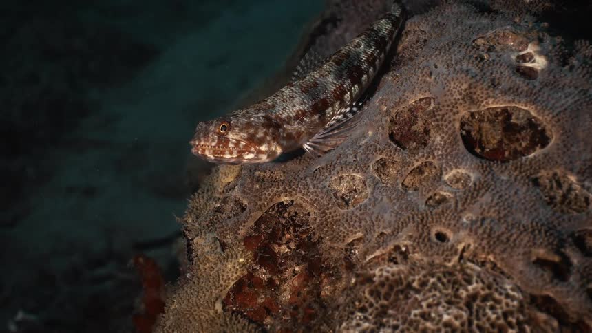 Fish underwater