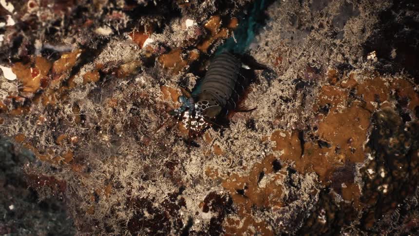 Mantis shrimp in the water