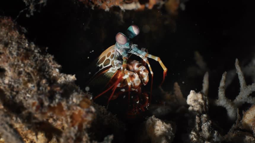 A vibrant mantis shrimp emerges from its rocky underwater home illuminated by dramatic lighting