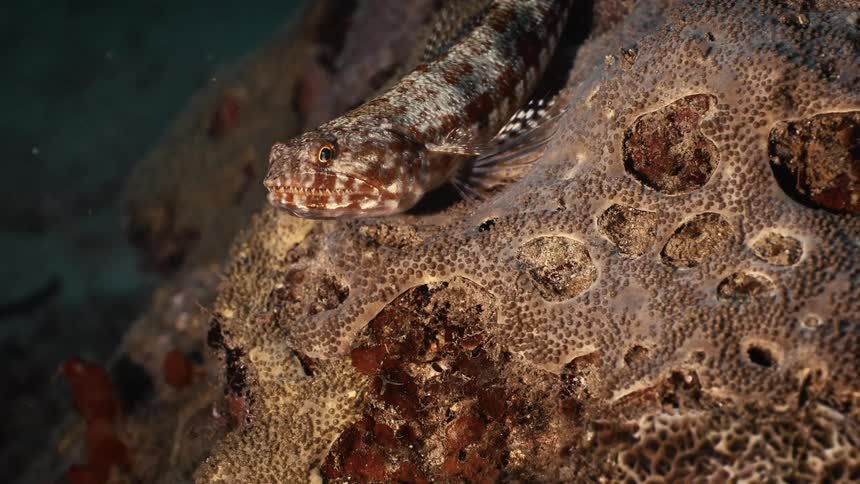 A fish underwater