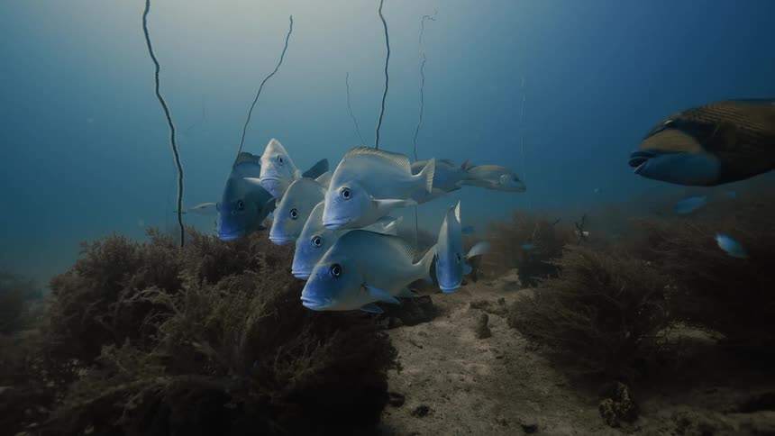 Several fish cluster together and swim through the murky water near the seafloor