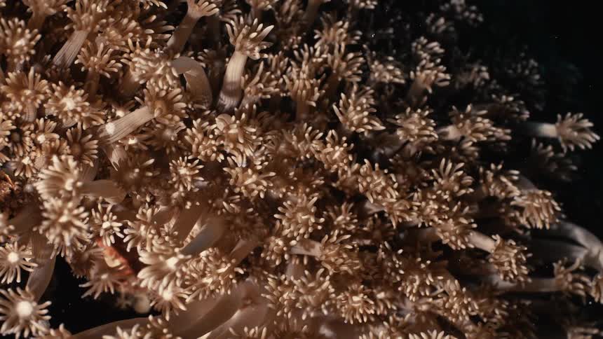 The coral reef sways underwater
