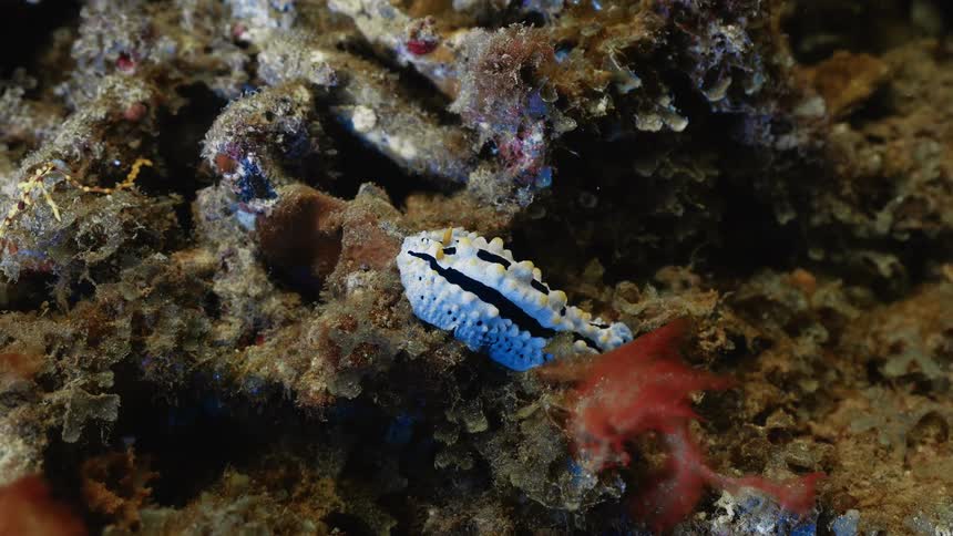 Particles float through the water near a reef