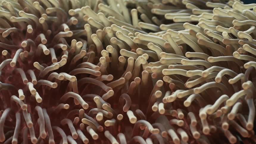 A closeup shot captures the soft swaying tentacles of a sea anemone in an underwater setting