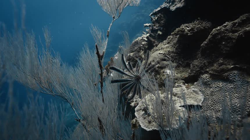 Delicate sea fans and a feather star are attached to a rocky coral reef in a calm clear underwater environment