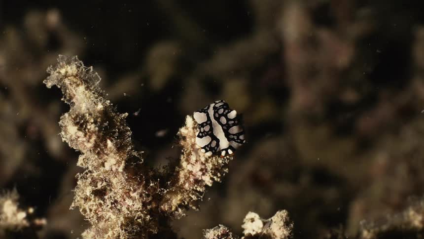 A footage of small fishes surrounding a sea weed