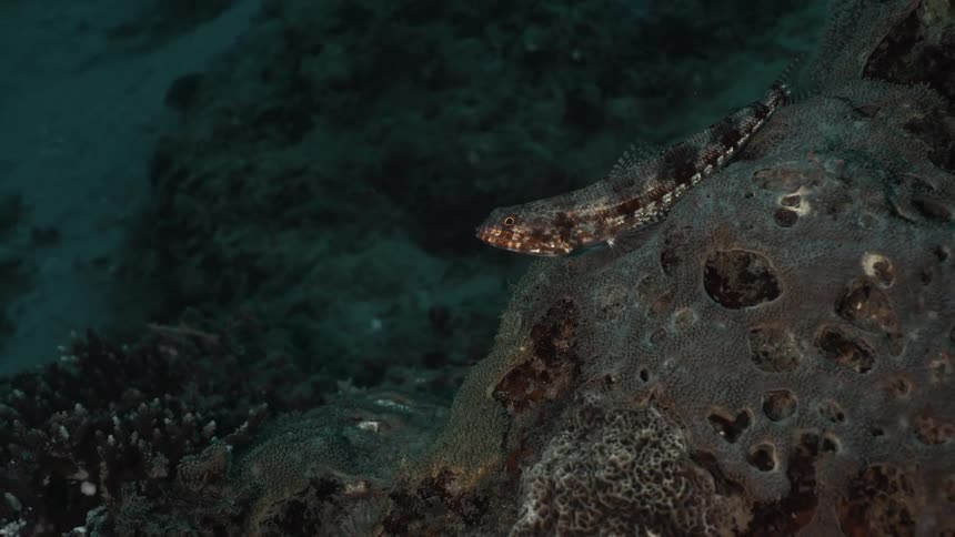 Fish underwater