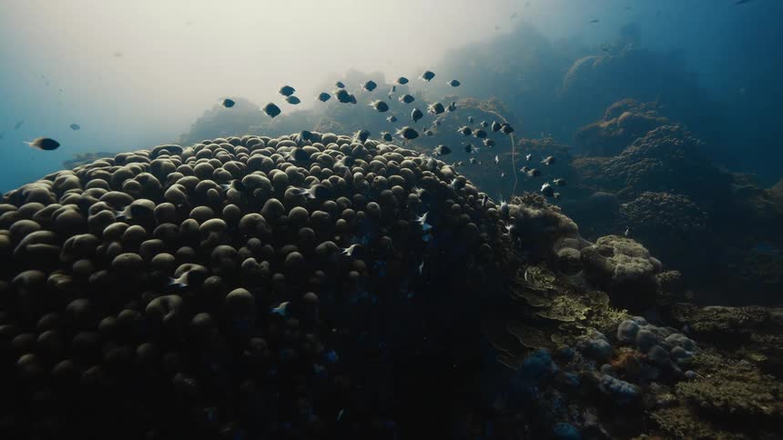 Fish swim through the murky water near underwater mounds