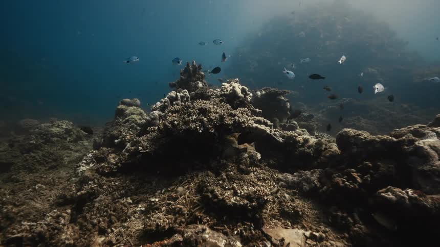 A school of fish swim on the ocean floor
