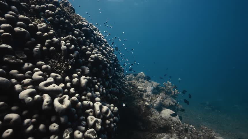 Small fish swimming near a large coral