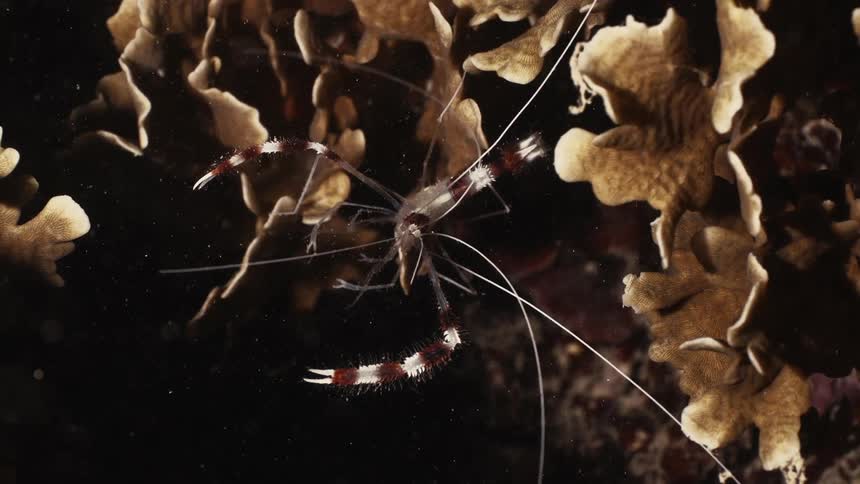 A banded coral shrimp rests amongst textured tan coral formations against a dark background
