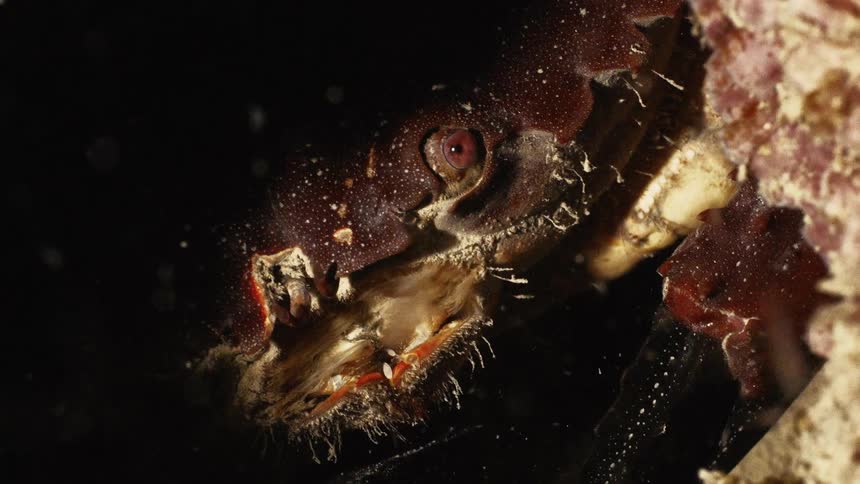 A closeup view of a crab partially hidden in a dark crevice showcasing its detailed texture claws and eye