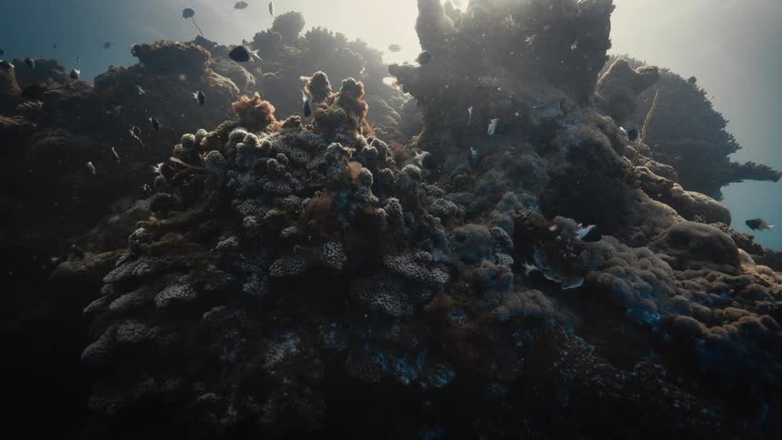 A coral reef bustles with marine life as sunlight streams through the water above