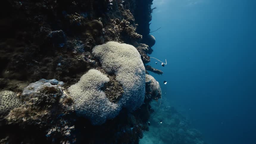 A vivid underwater view of a coral reef wall with marine life set against deep blue ocean water
