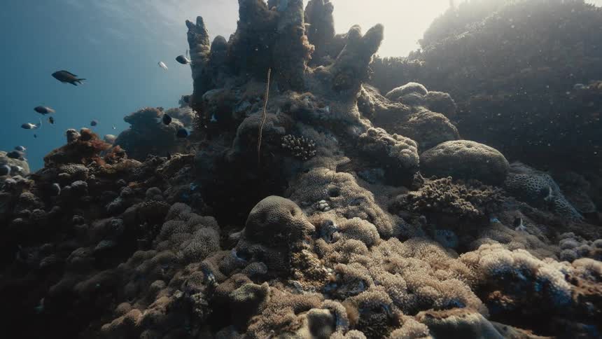 Fish swimming in a coral