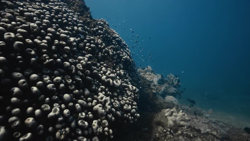 Different sized fish swimming together near a coral reef