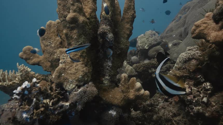Fish swimming between reef