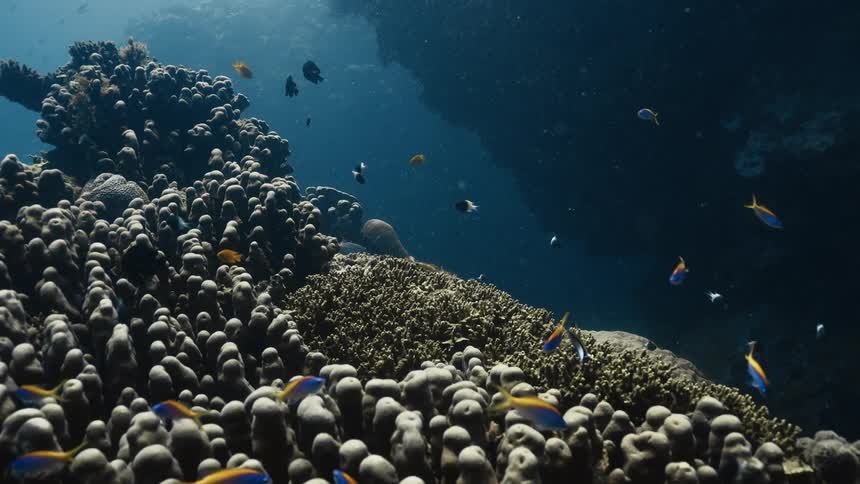 Numerous small colorful fish including blue and yellow varieties swim around a diverse coral reef formation on the ocean floor with sunlight and shadows playing across the scene